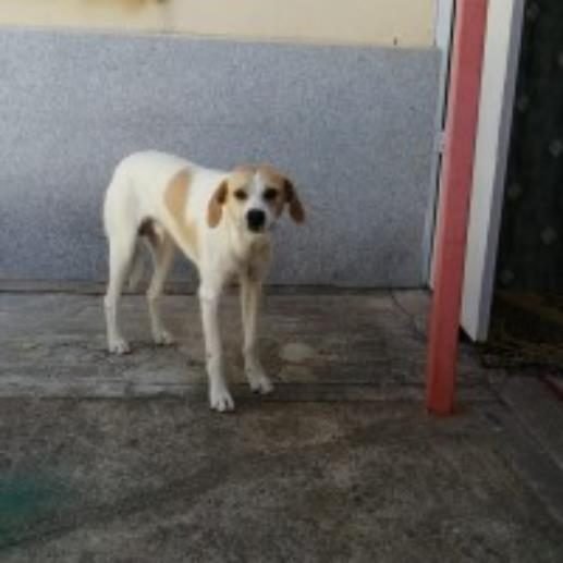 CHICO