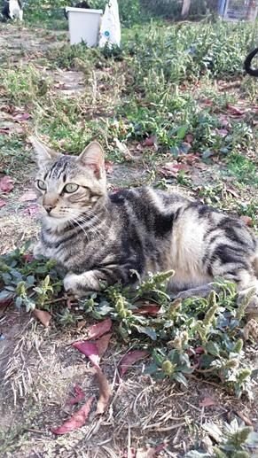 FINDUS