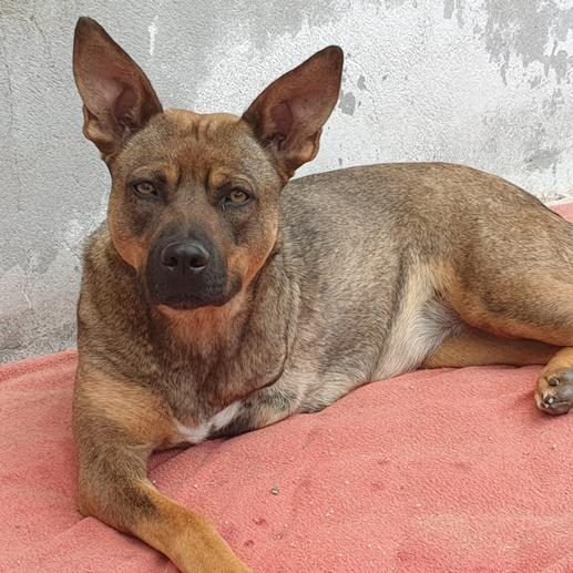 ROSITA