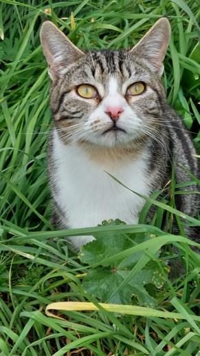 TIGRE