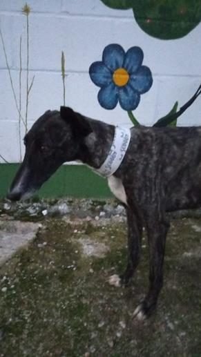CASSIA