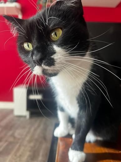 SIMBA