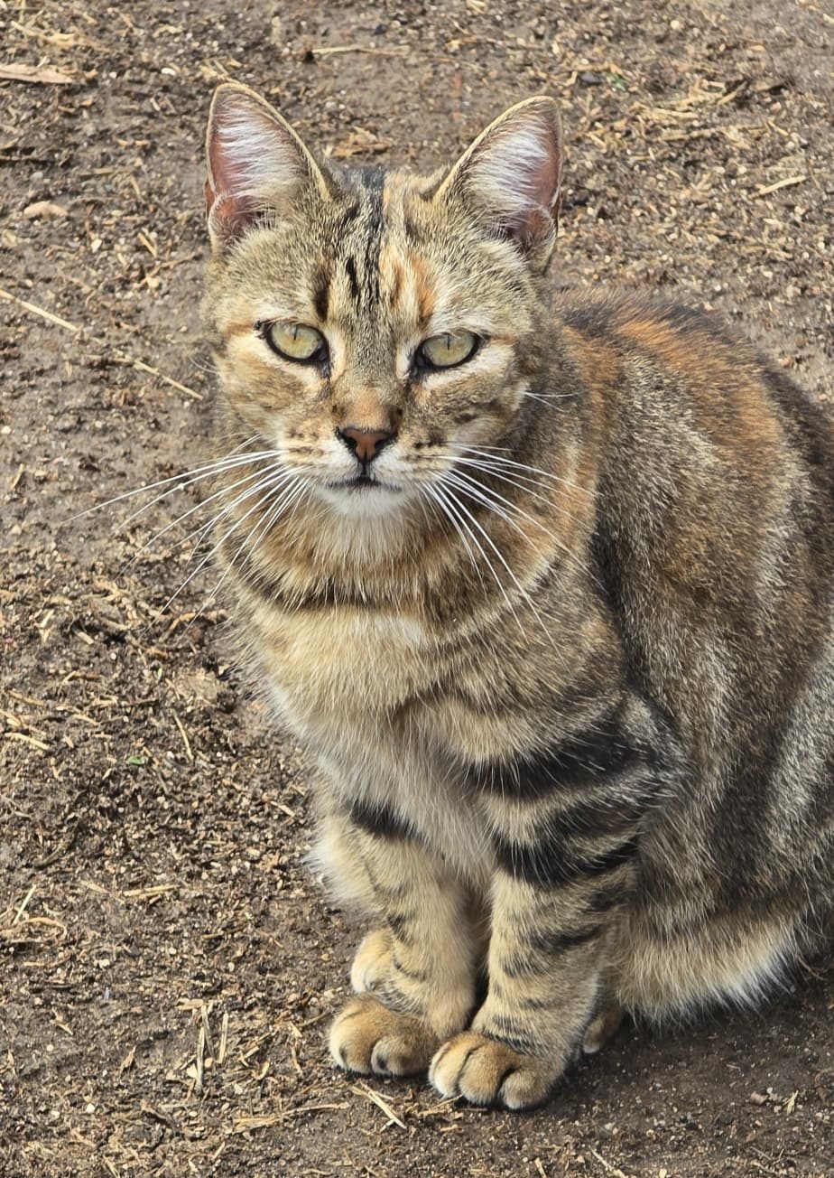 BELA