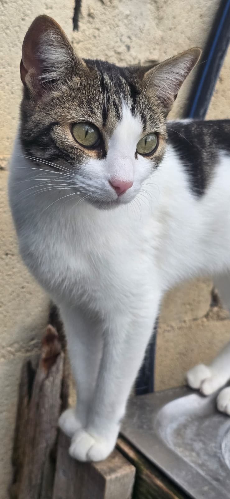 DIVA
