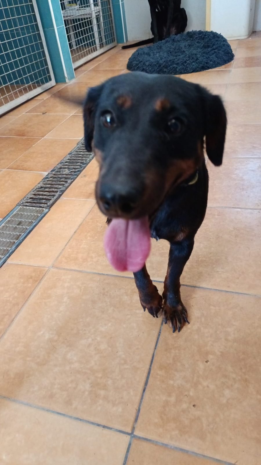 Ciro